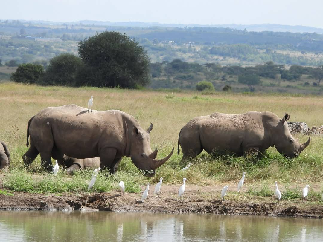 5 Days Tanzania Safari